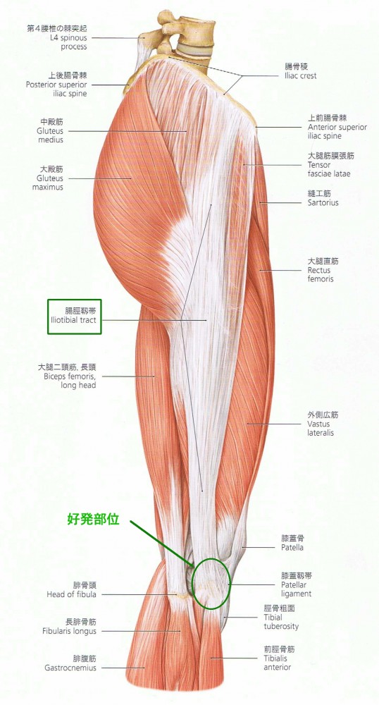 の 上 筋肉 の 膝