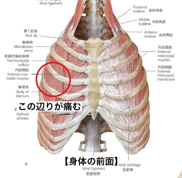肋骨付近が痛む 実はこのようなところも痛めることがあります 長崎市のはしぐち整骨院 日曜営業 交通事故治療 足底筋膜炎